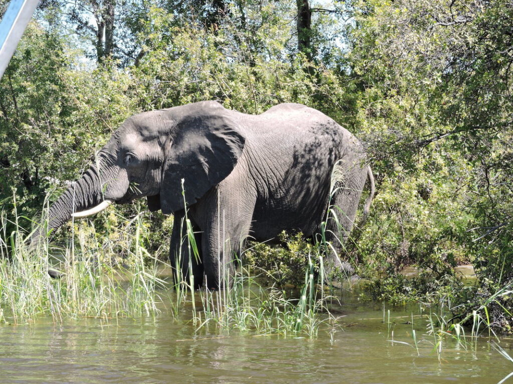 Elephant standing in water near dense greenery.