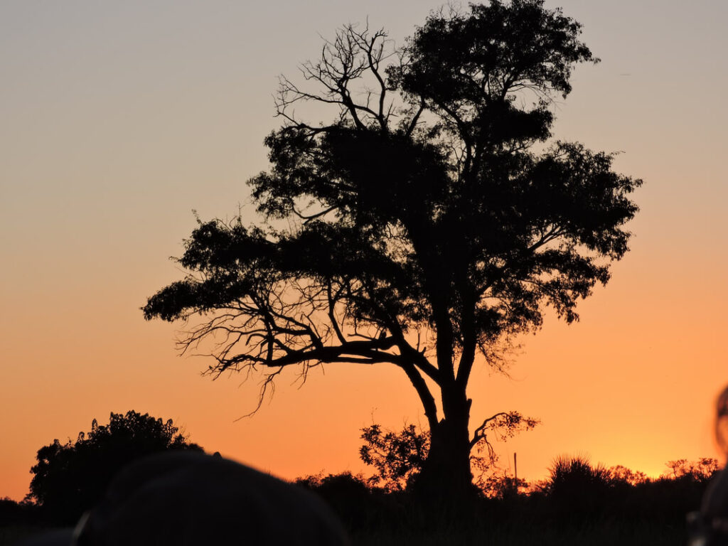Silhouette of a tree against a vibrant orange sunset sky.