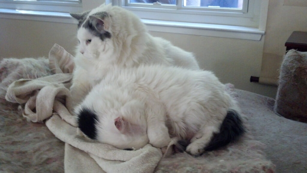 Two fluffy white cats resting together on a soft surface.