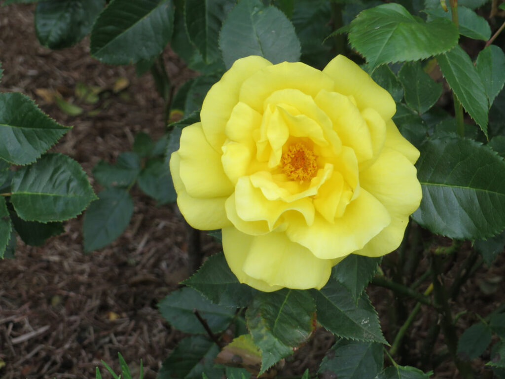 A vibrant yellow rose blooming in a garden.